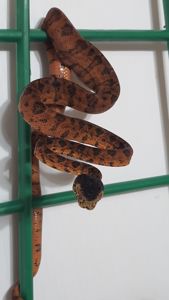 Садовый удав Corallus hortulanus