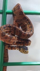 Садовый удав Corallus hortulanus