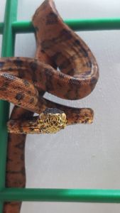 Садовый удав Corallus hortulanus