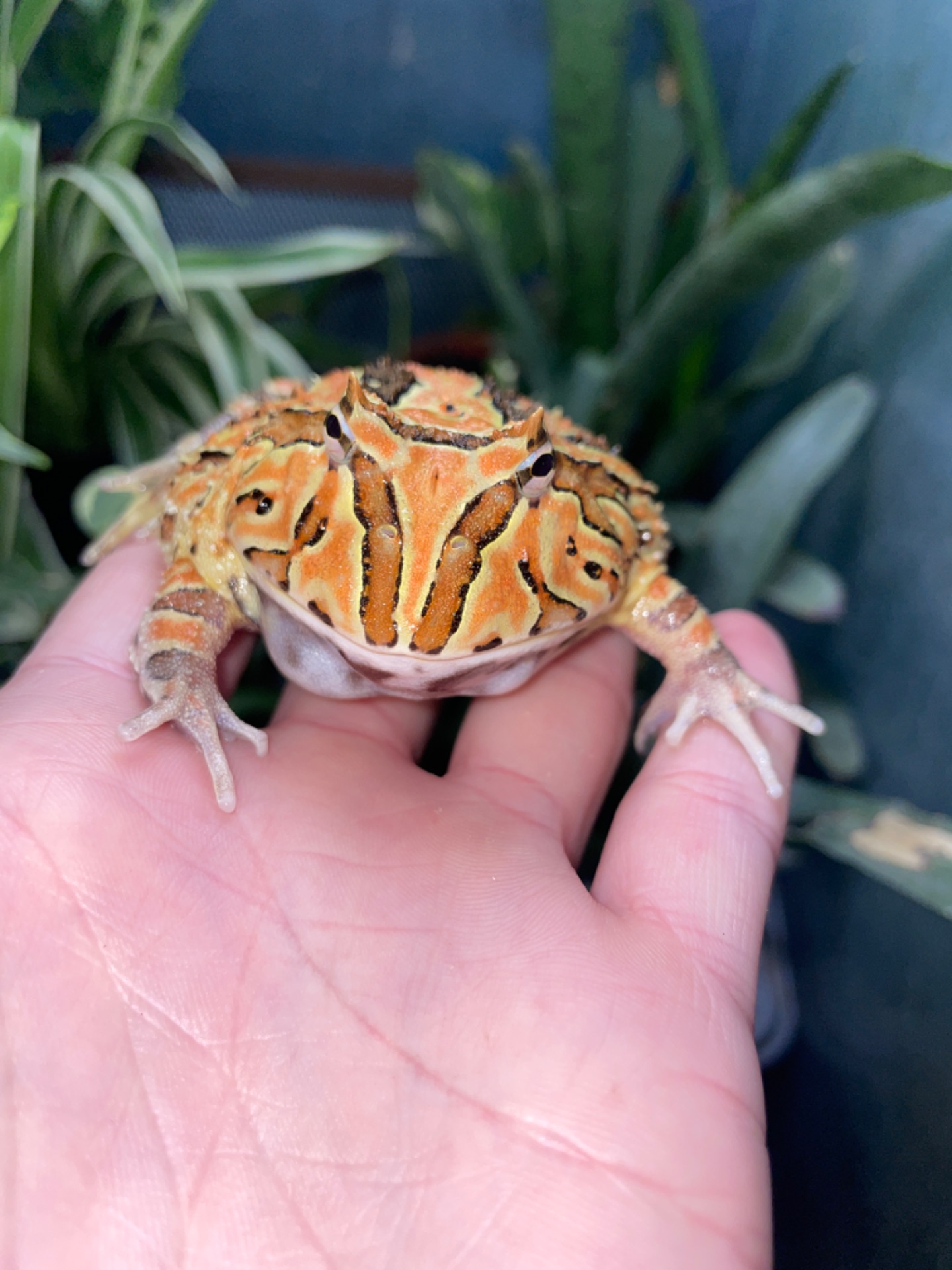 Фантазійна рогатка (Ceratophrys hybrid)