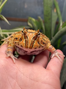 Фантазійна рогатка (Ceratophrys hybrid)