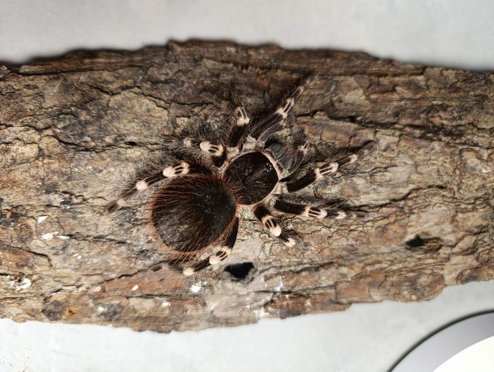 Паук птицеед Acanthoscurria geniculata -Бразильский белоколенный паук