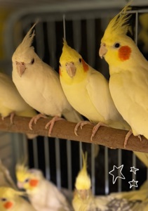 Ручні корели