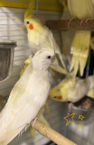 Ручні корели
