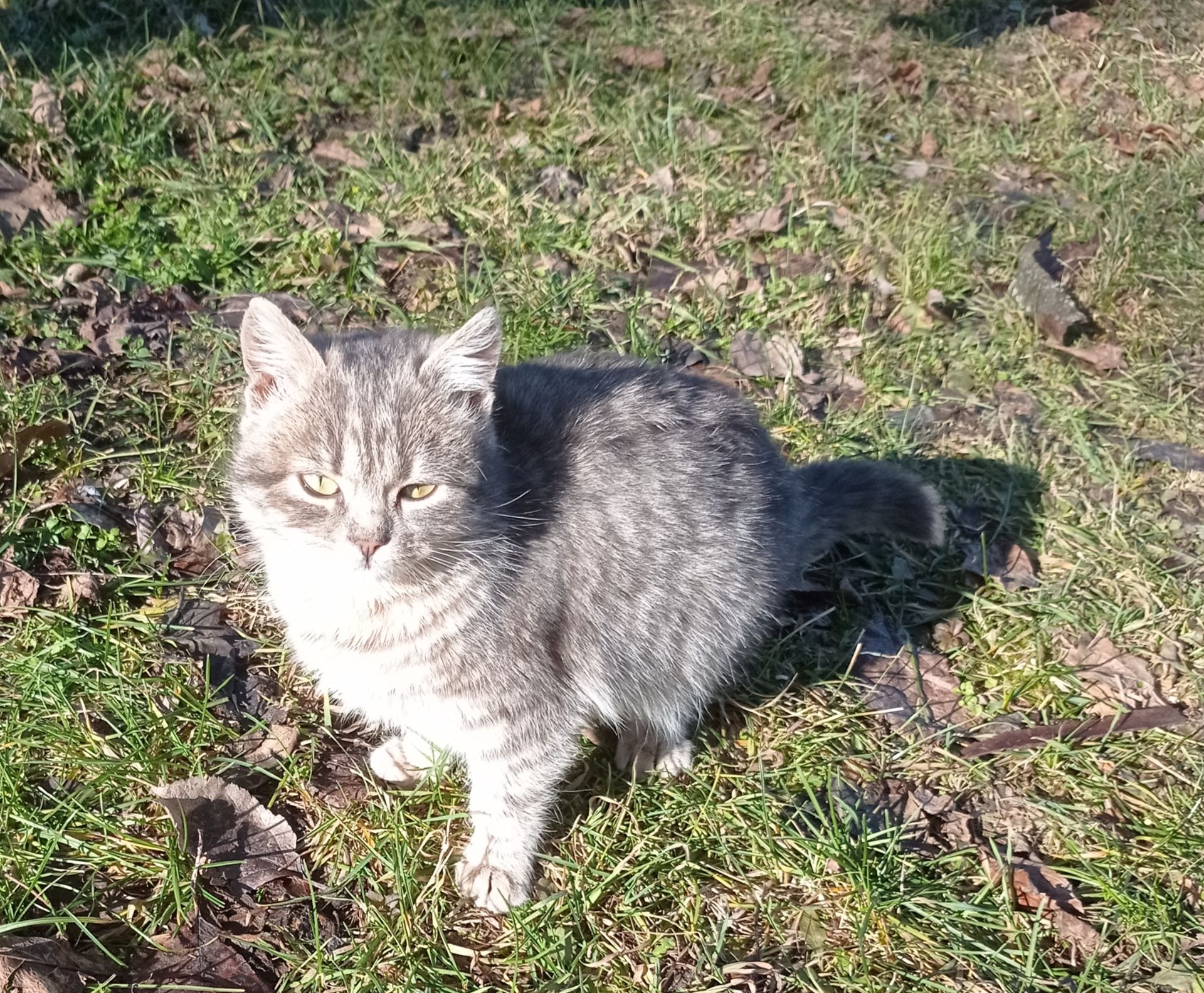 Віддам кота або кошеня в добрі руки