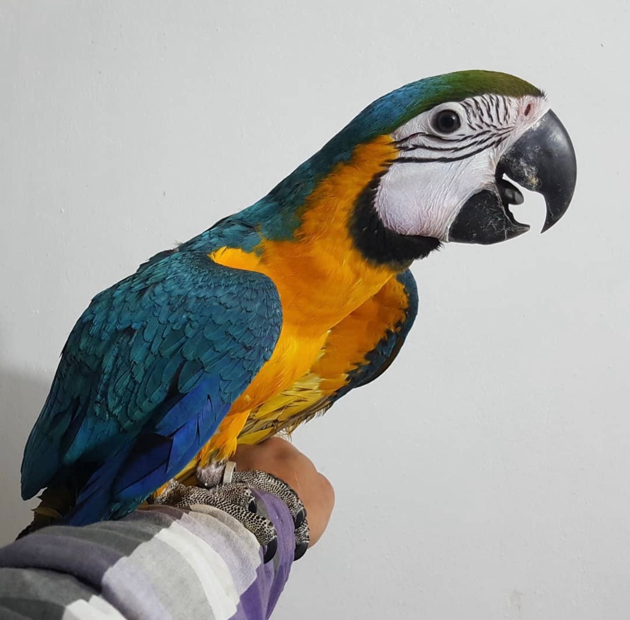 Ручные птенчики ара, малыши по 2месяца