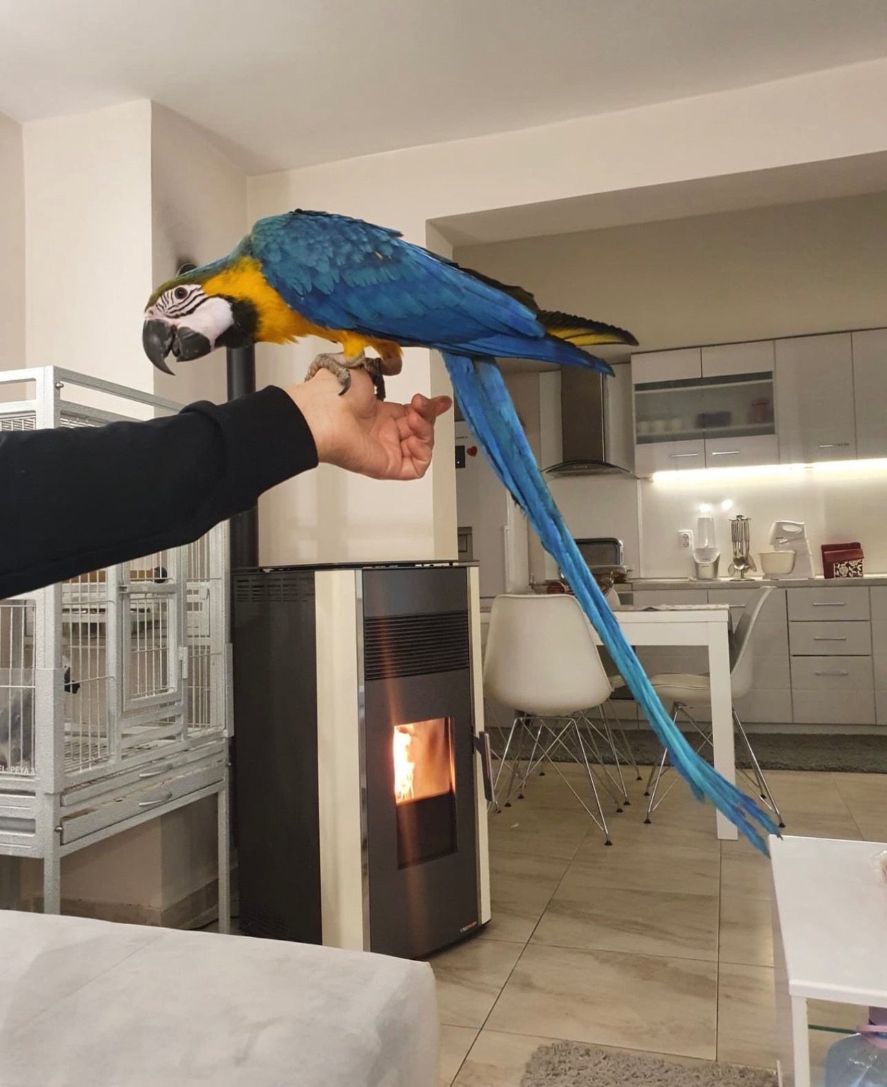 Молодая попугайчиков Ара, птенцы ручные