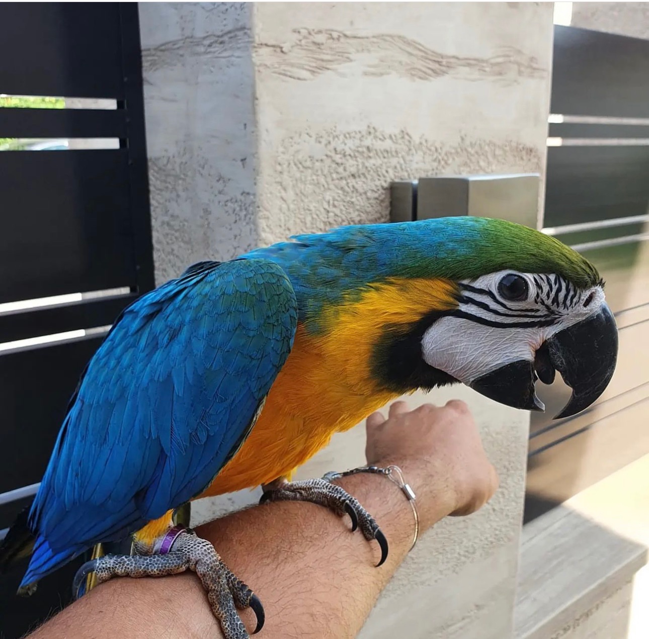 Молодая попугайчиков Ара, птенцы ручные