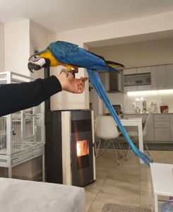 Молодая попугайчиков Ара, птенцы ручные