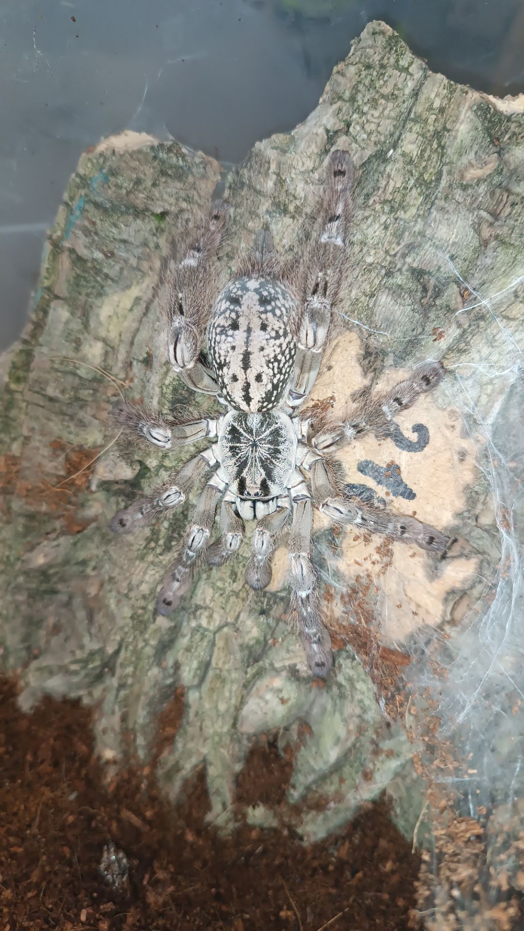 Павук птахоїд Heteroscodra maculata