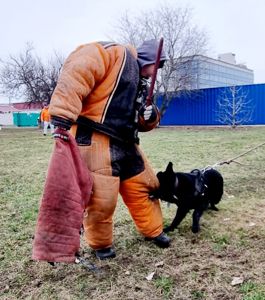 Цуценя чорної німецької вівчарки робочого розведення