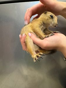 Чорнохвості лугові собачки в якості домашнього вихованця