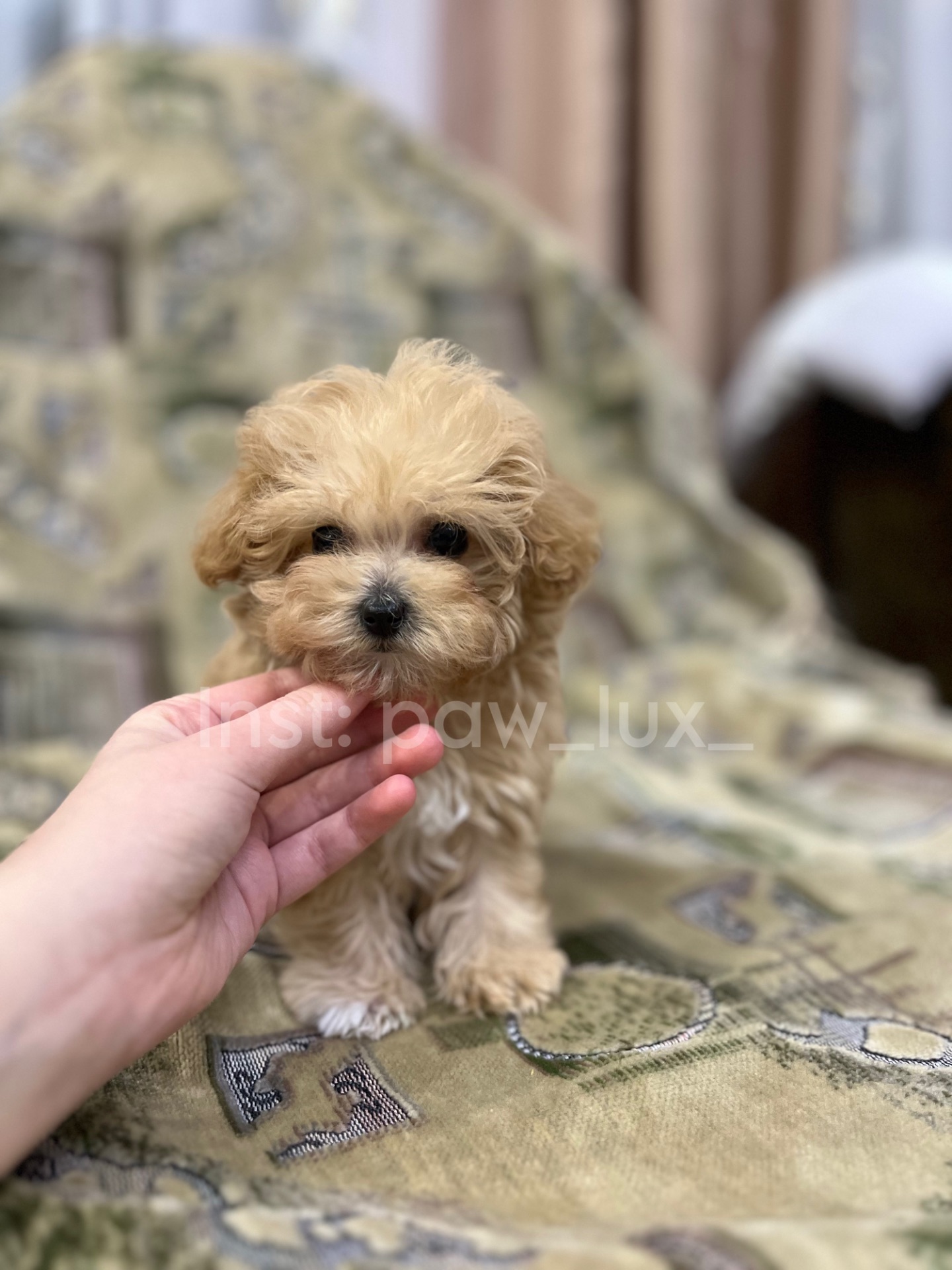 Micro maltipoo