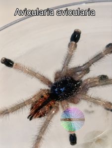 Avicularia Avicularia L6