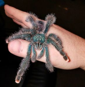 Avicularia Avicularia L6