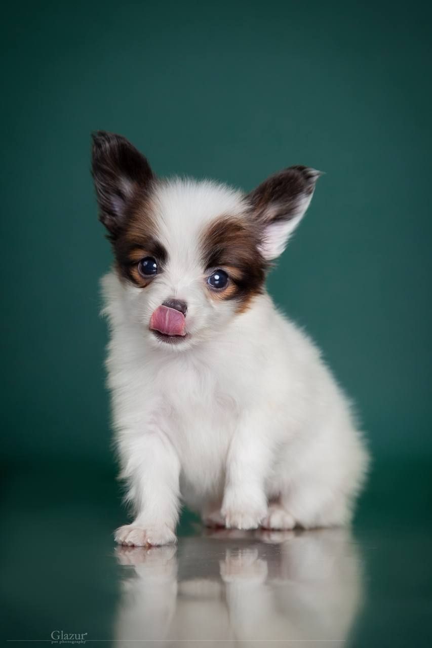 Гарний хлопчик папільона