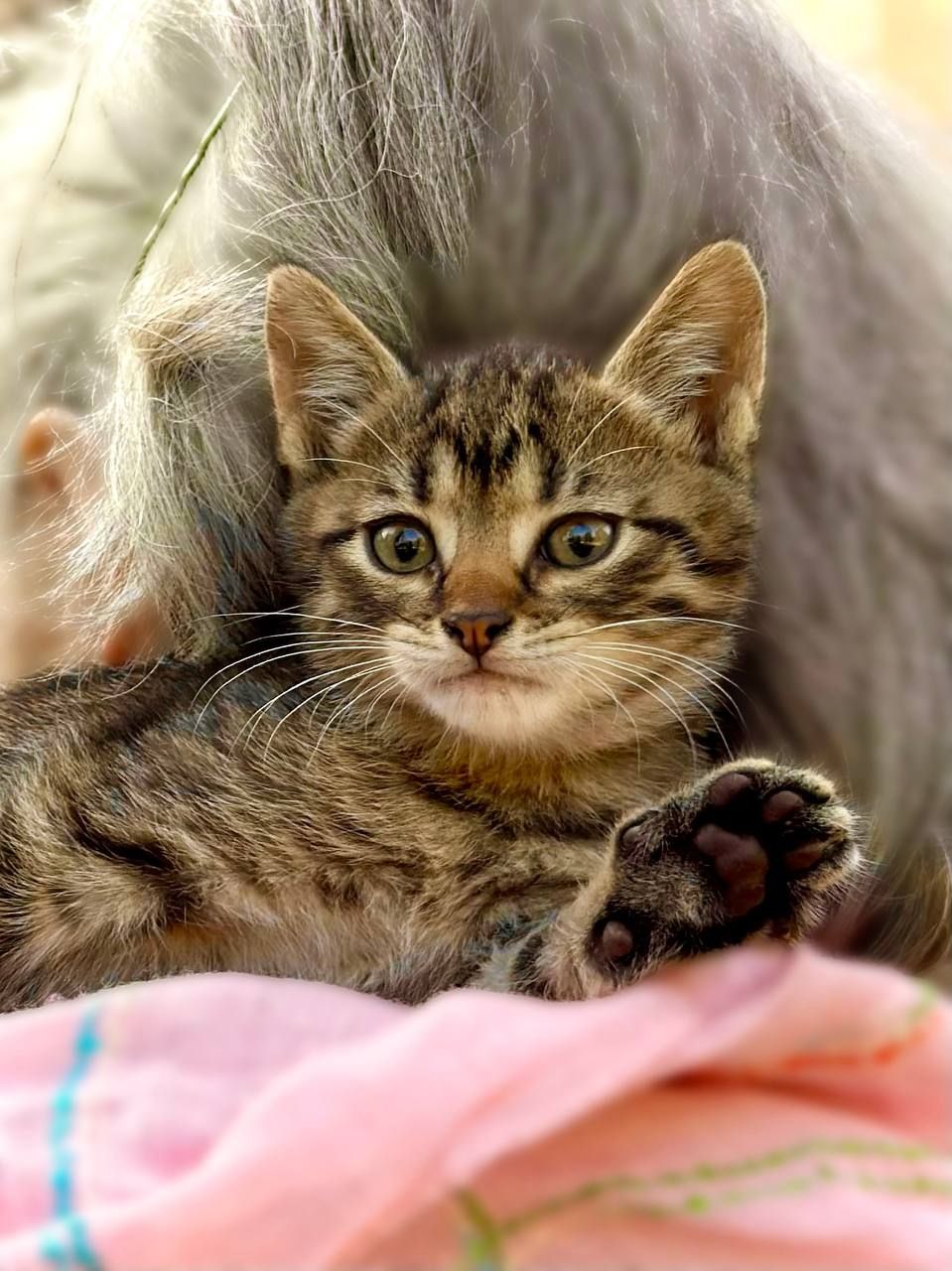 Котята метисы