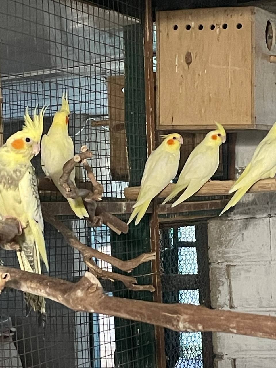 корелла ищет дом