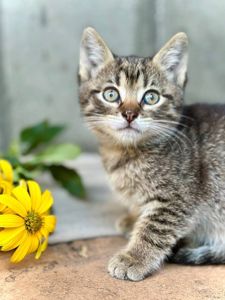 Котята метисы