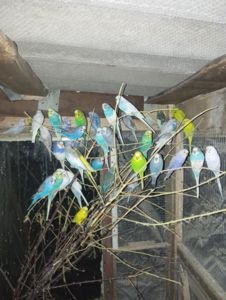 Хвилька