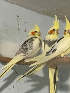 попугаи корелла молодежь