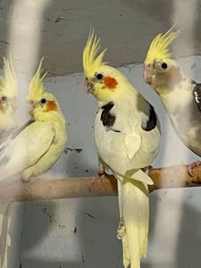 попугаи корелла молодежь
