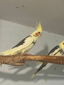 корелла ищет дом