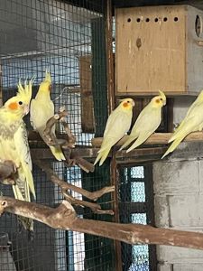 корелла ищет дом