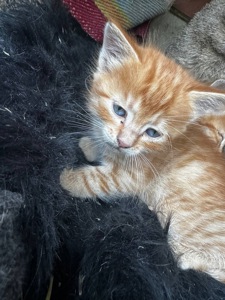Кошеня хлопчик руде кошеня