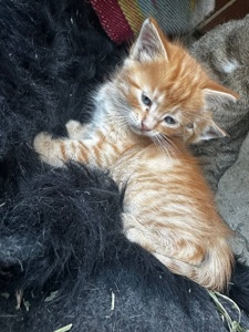 Кошеня хлопчик руде кошеня