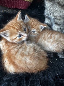 Кошеня хлопчик руде кошеня