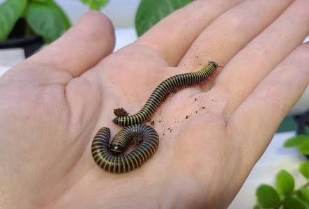 Ківсяк Anadenobolus monilicornis