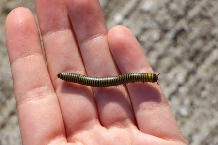 Ківсяк Anadenobolus monilicornis