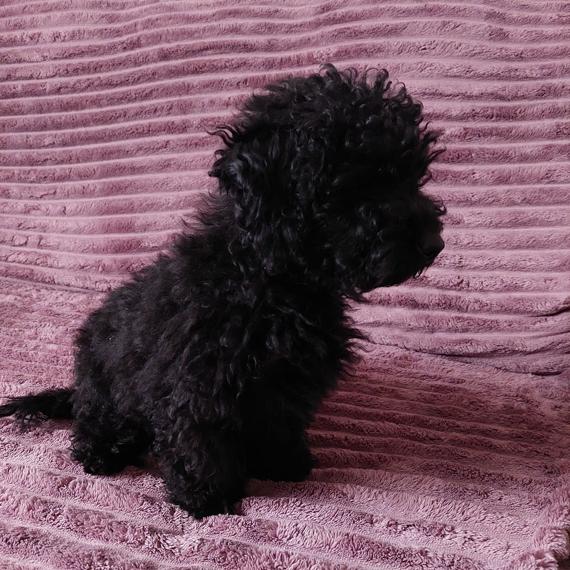 Мальтіпу- ексклюзив, чорного окрасу