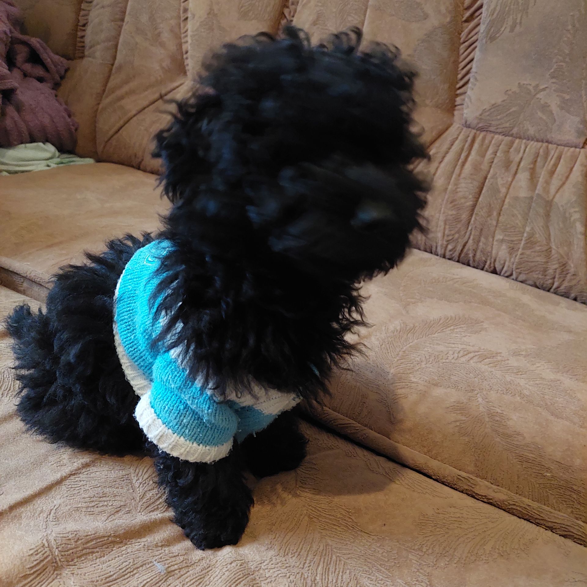 Мальтіпу- ексклюзив, чорного окрасу