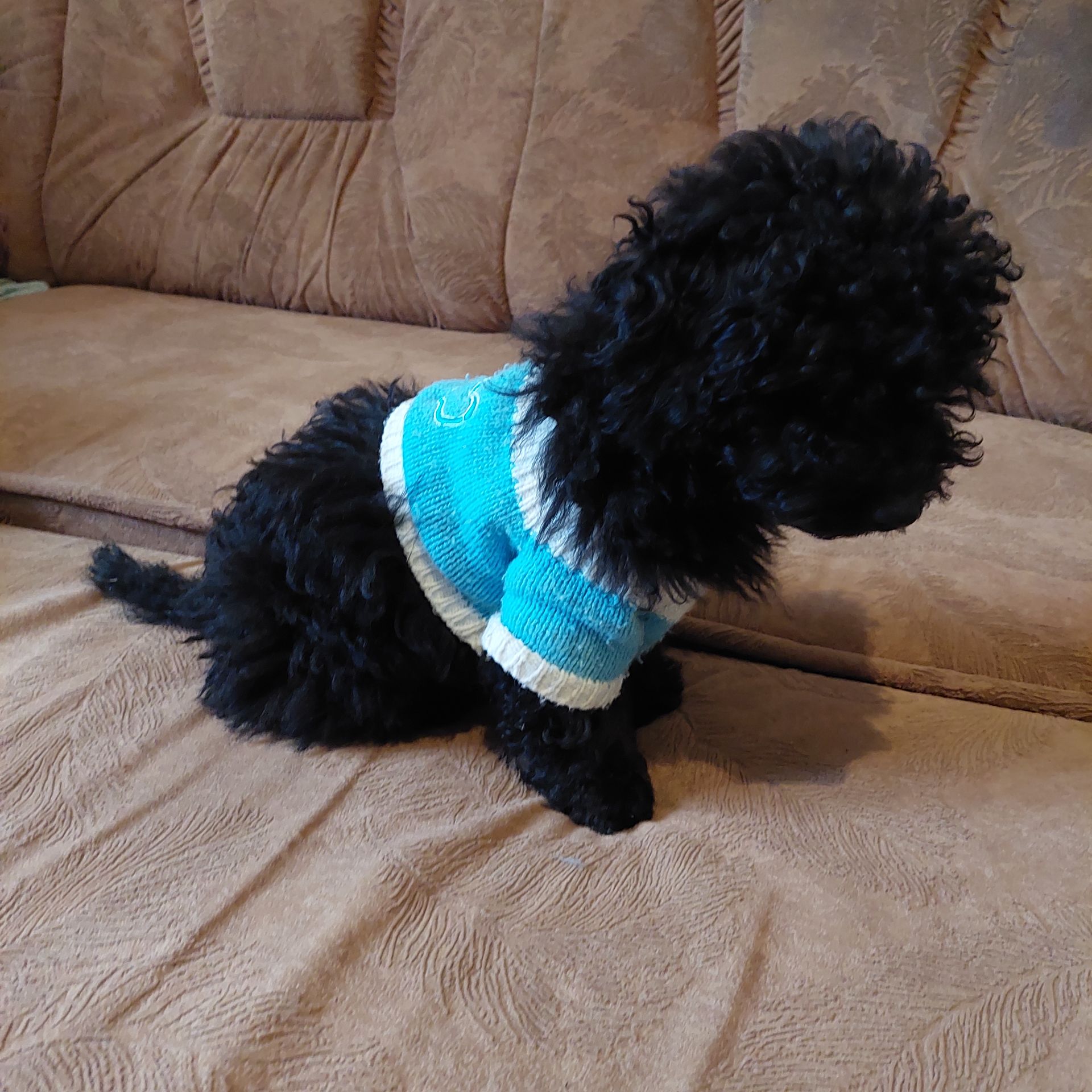 Мальтіпу- ексклюзив, чорного окрасу