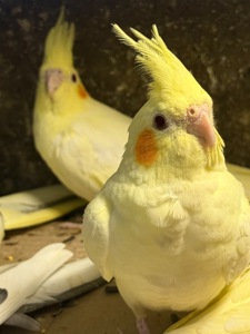 Співучі папуги Корелла