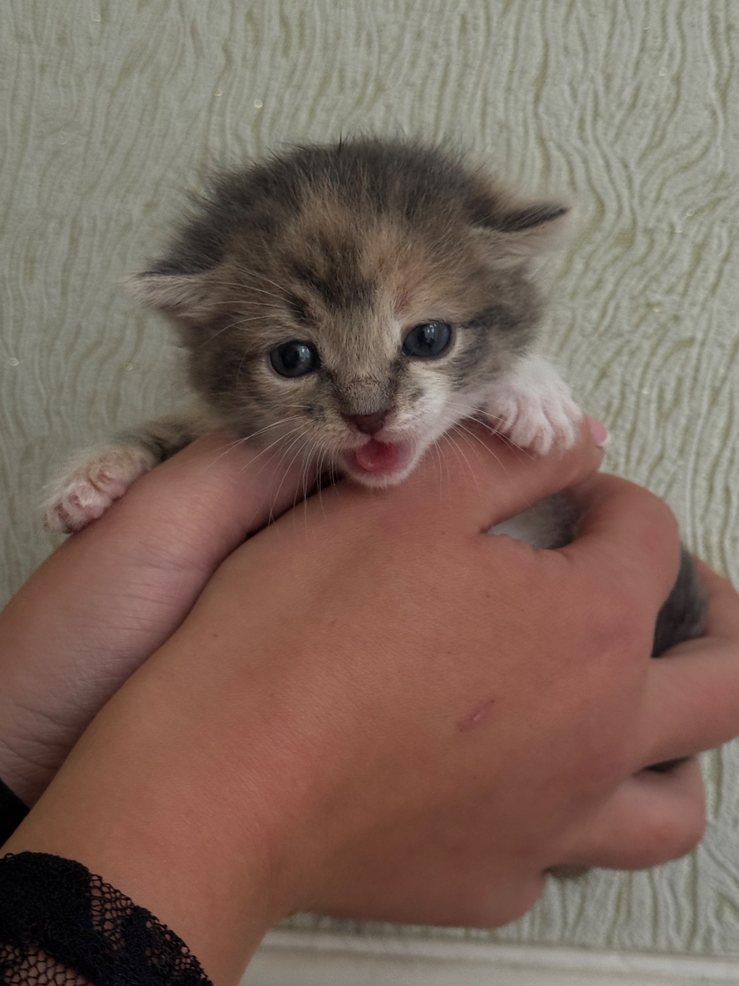 Віддам в добрі руки кошеня дівчинку