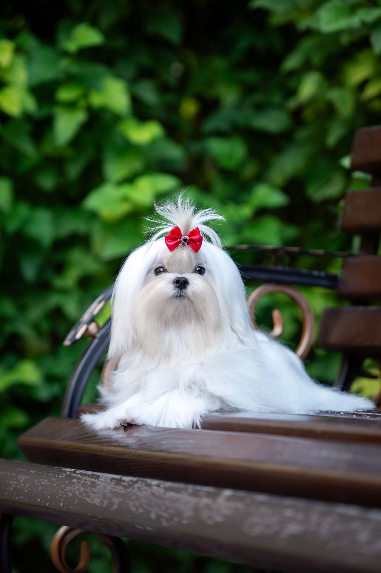 Гарний хлопчик мальтезе, шоу клас