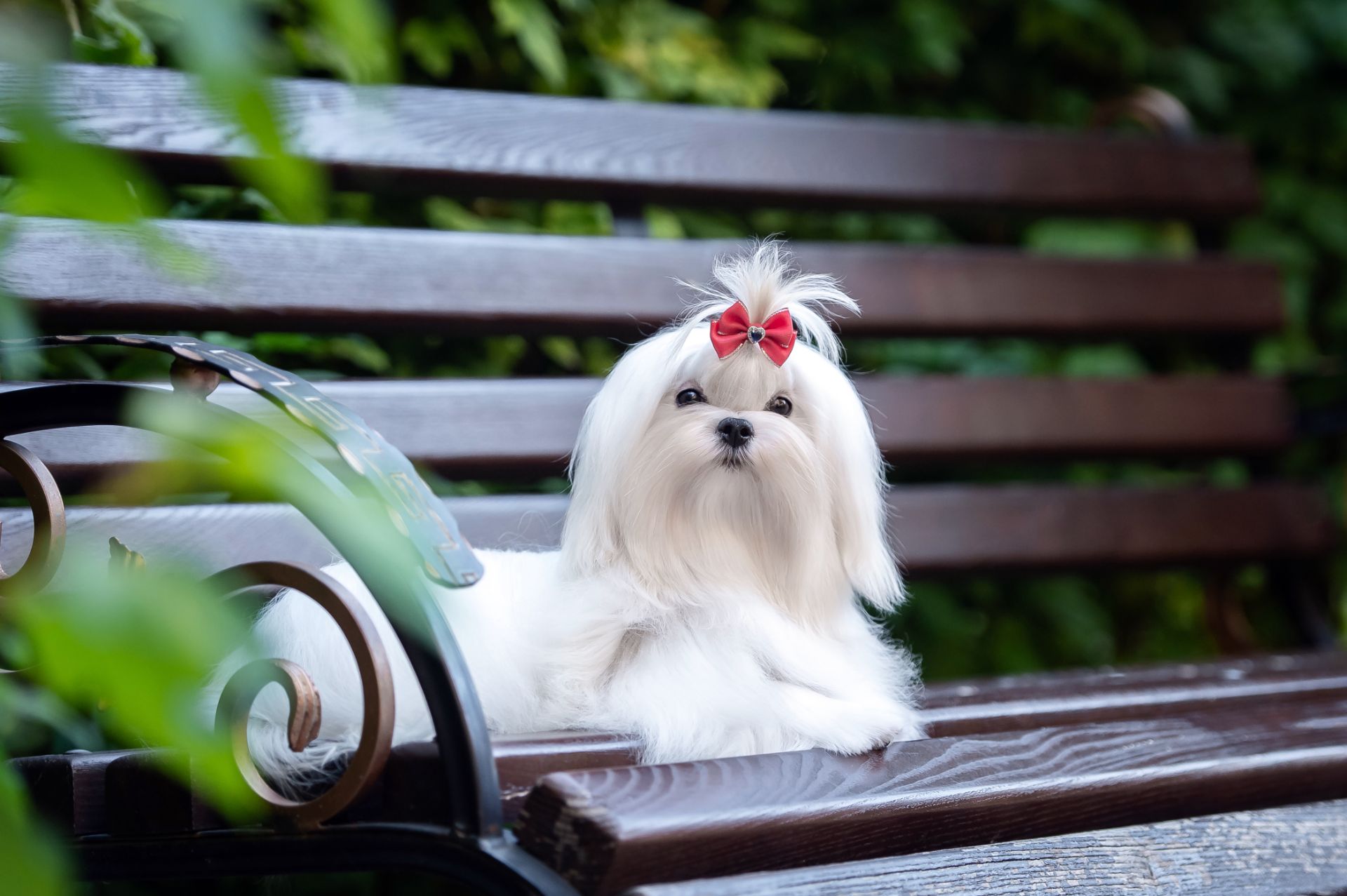 Гарний хлопчик мальтезе, шоу клас
