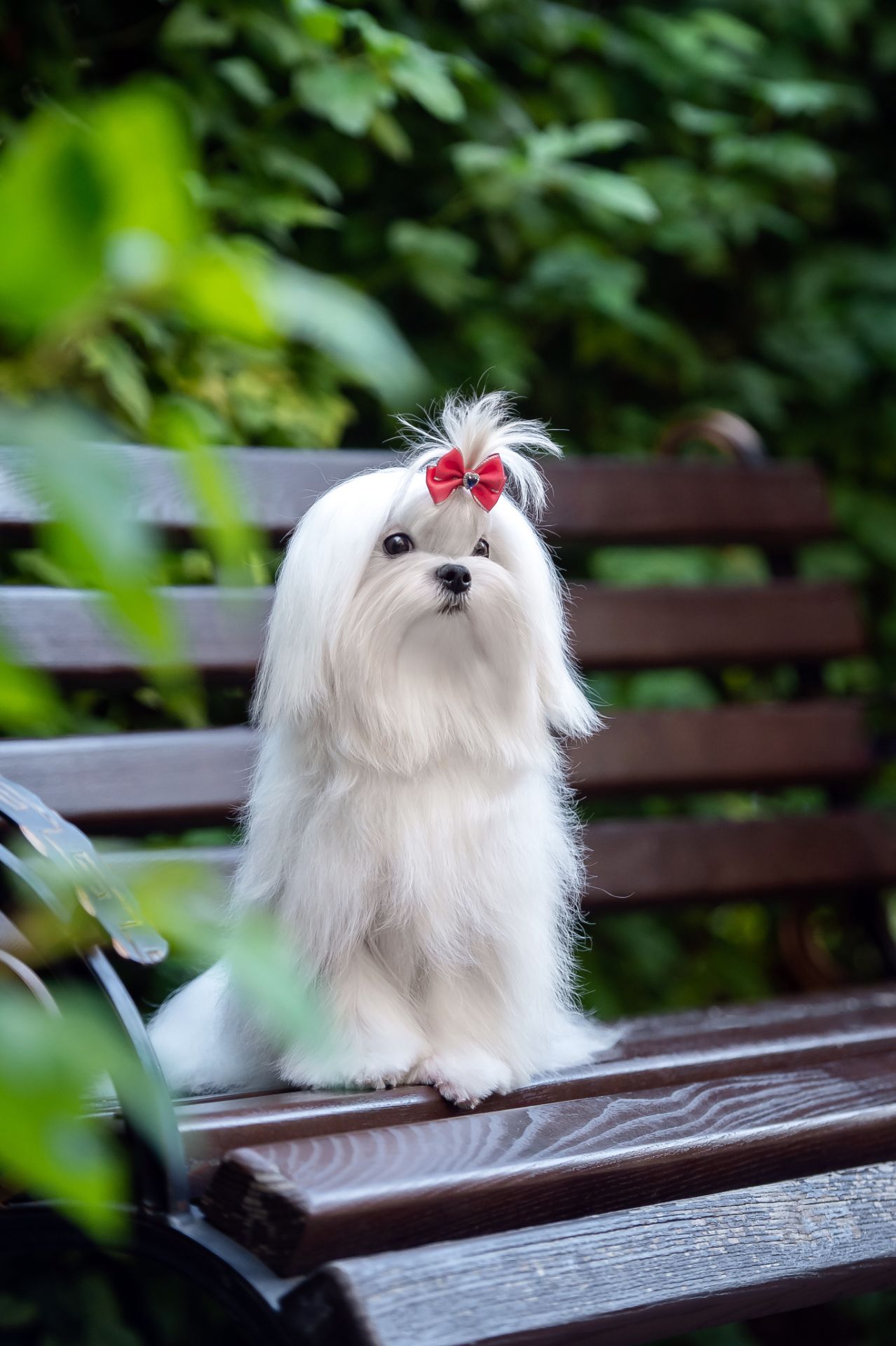 Гарний хлопчик мальтезе, шоу клас