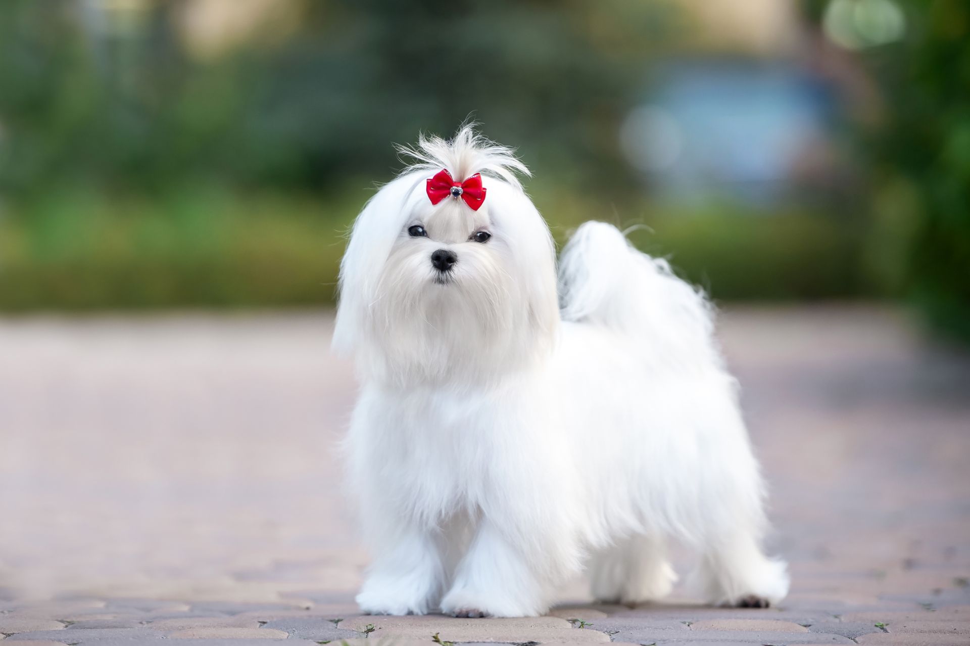 Гарний хлопчик мальтезе, шоу клас