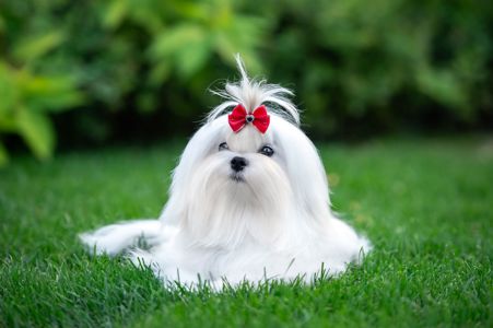 Гарний хлопчик мальтезе, шоу клас