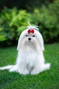 Гарний хлопчик мальтезе, шоу клас