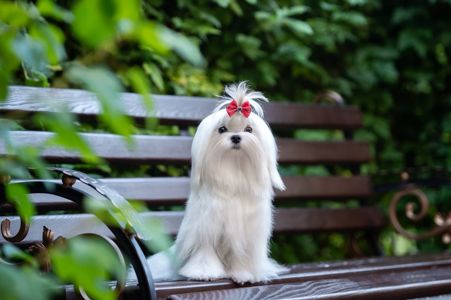 Гарний хлопчик мальтезе, шоу клас