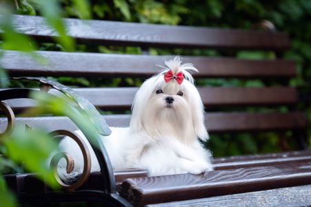 Гарний хлопчик мальтезе, шоу клас