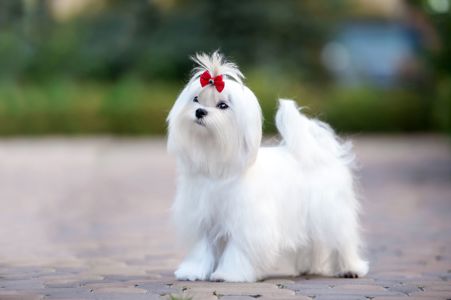 Гарний хлопчик мальтезе, шоу клас