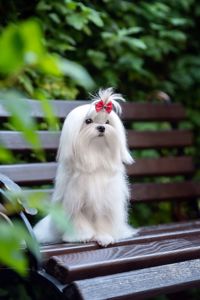 Гарний хлопчик мальтезе, шоу клас