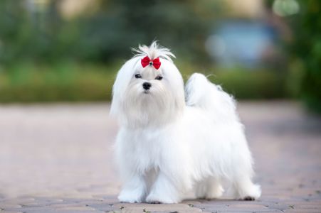 Гарний хлопчик мальтезе, шоу клас