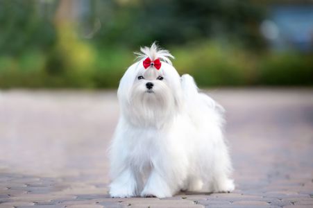 Гарний хлопчик мальтезе, шоу клас